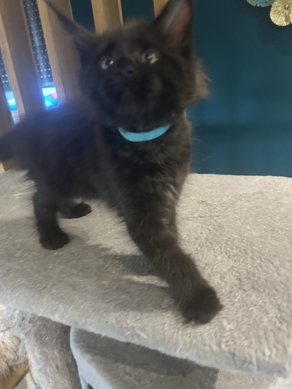 Petite femelle Maine Coon née le 25/03/2025 est proposée – vendue 1400 €.