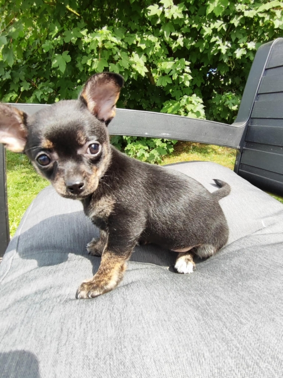 Petite femelle Chihuahua née le 17/04/2025 est proposée – vendue 900 €.