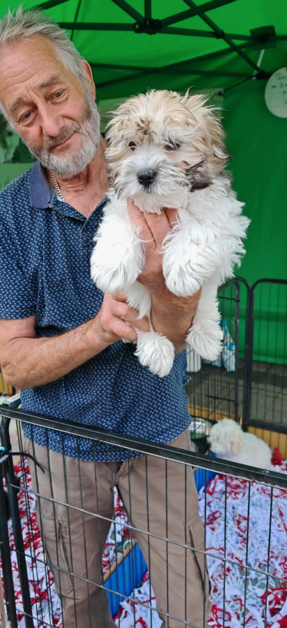 Petite femelle Coton de Tulear née le 27/03/2025 est proposée – vendue 1400 €.
