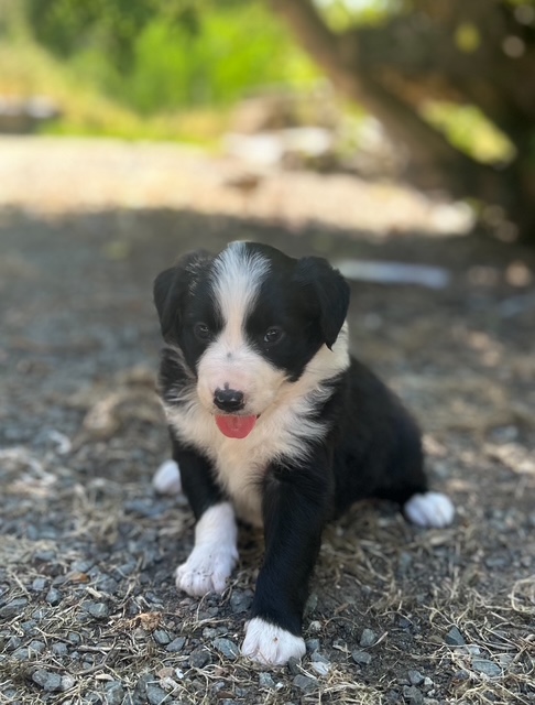 Petite femelle Border Collie née le 22/04/2025 est proposée – vendue 560 €.