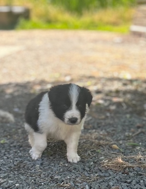 Petit mâle Border Collie né le 22/04/2025 est proposé – vendu 560 €.