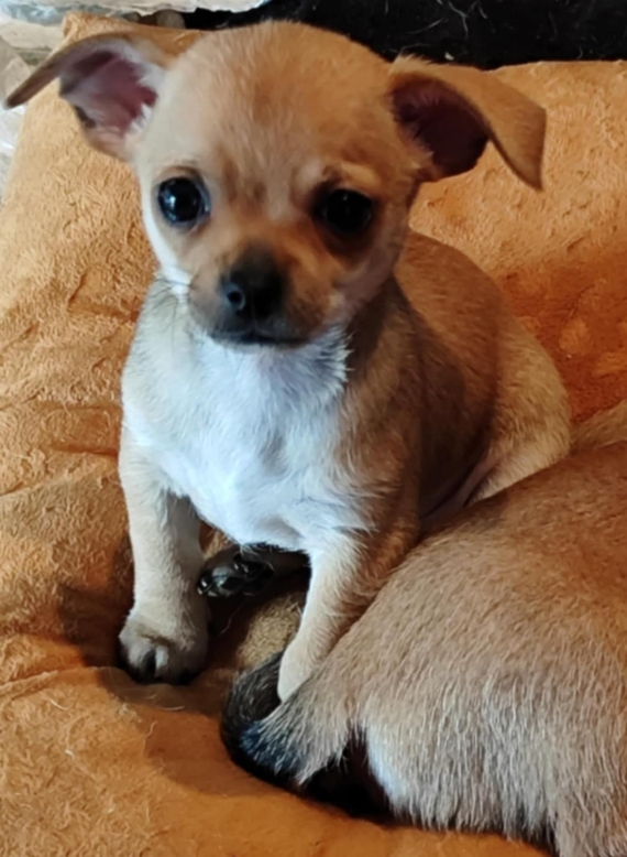Petit mâle Chihuahua né le 17/04/2025 est proposé – vendu 800 €.