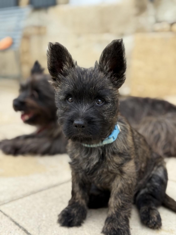 Petit mâle Cairn Terrier né le 25/03/2025 est proposé – vendu 900 €.