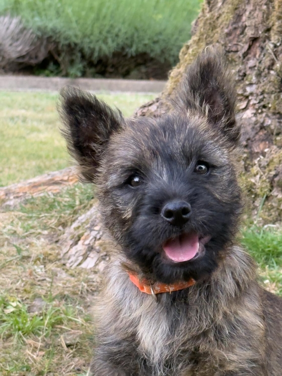 Petit mâle Cairn Terrier né le 25/03/2025 est proposé – vendu 900 €.