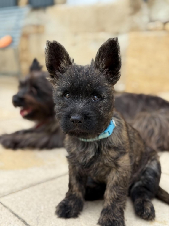 Petit mâle Cairn Terrier né le 25/03/2025 est proposé – vendu 900 €.