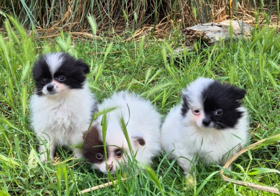Petit mâle Chihuahua né le 29/03/2025 est proposé – vendu 800 €.