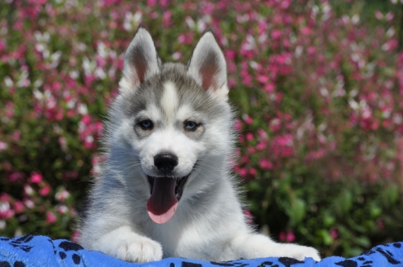 Petite femelle Husky Sibérien née le 06/04/2025 est proposée – vendue 1800 €.