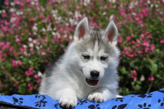 Petit mâle Husky Sibérien né le 06/04/2025 est proposé – vendu 1500 €.