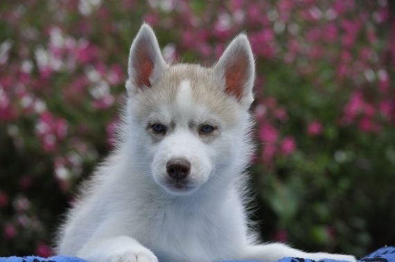 Petit mâle Husky Sibérien né le 06/04/2025 est proposé – vendu 1000 €.