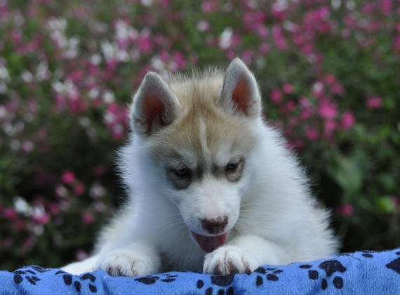 Petit mâle Husky Sibérien né le 06/04/2025 est proposé – vendu 1300 €.