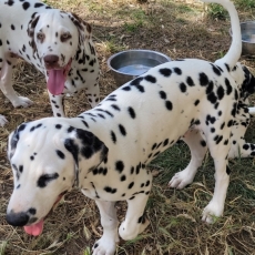 Dalmatien chiot vendu 1400 €
