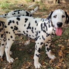 Dalmatien chiot vendu 1400 €