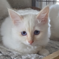 Chaton Chat Birman à adopter au prix de 1000 €