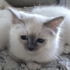 Adoption chaton Chat Birman au prix de 1000 €