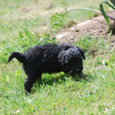 Caniche Nain chiot vendu 1300 €