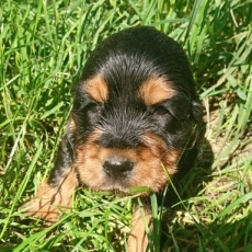 Chiot Cocker Anglais Spaniel  vendre au prix de 1500  vaccin et identifi.