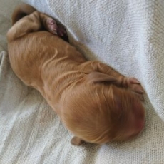 Ce petite mâle Cocker Anglais Spaniel proposé à l'achat est né le 27/05/2025.