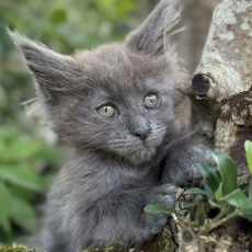 Acheter Maine Coon bébé pour 1200 €