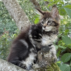 Acheter Maine Coon bébé pour 1200 €