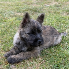 Acheter Cairn Terrier bébé pour 900 €