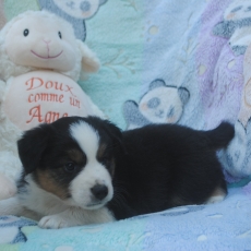 Chiot Berger américain miniature à adopter au prix de 1600 €