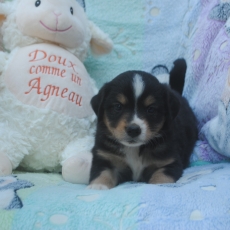 Adoption chiot Berger américain miniature au prix de 1800 €