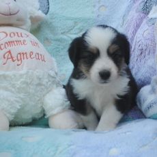 Berger américain miniature chiot vendu 1800 €