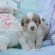 Chiot Berger américain miniature à adopter au prix de 2000 €