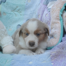 Berger américain miniature chiot vendu 2000 €