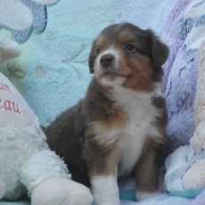 Chiot Berger américain miniature à adopter au prix de 1800 €