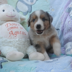 Berger américain miniature chiot vendu 1900 €