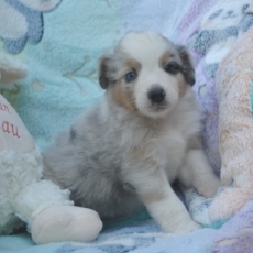 Adoption chiot Berger américain miniature au prix de 2000 €