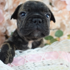 Acheter Bouledogue Français bébé pour 1600 €
