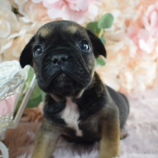 Acheter Bouledogue Français bébé pour 1800 €