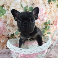 Chiot Bouledogue Français à adopter au prix de 2000 €