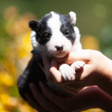 Adoption chiot Laika de Yakoutie au prix de 1650 €