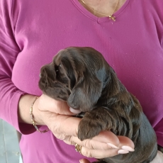 Chiot Cocker Anglais Spaniel  vendre au prix de 1500  vaccin et identifi.