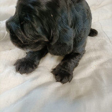 Chiot Cocker Anglais Spaniel  vendre au prix de 1500  vaccin et identifi.
