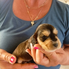 Chiot d'apparence de race Cocker Anglais Spaniel  adopter.