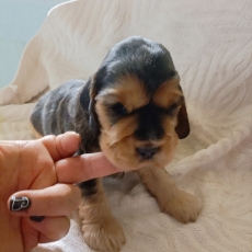 Chiot Cocker Anglais Spaniel  vendre au prix de 1500  vaccin et identifi.