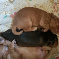 Ce petite mle Cocker Anglais Spaniel propos  l'achat est n le 31/05/2025.