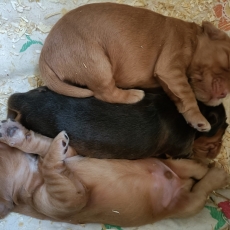 Chiot d'apparence de race Cocker Anglais Spaniel  adopter.