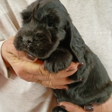 Ce petite mle Cocker Anglais Spaniel propos  l'achat est n le 19/05/2025.