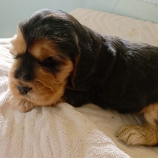 Cette petite femelle Cocker Anglais Spaniel propose  l'achat est ne le 19/05/2025.