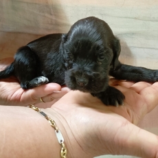 Chiot d'apparence de race Cocker Anglais Spaniel à adopter.