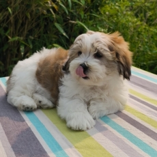 Ce petite mle Coton de Tulear propos  l'achat est n le 25/03/2025.