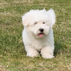 Chiot Coton de Tulear de race LOF avec pedigree  adopter.