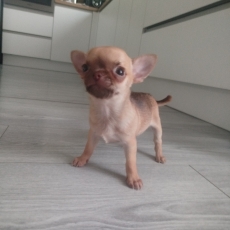 Acheter Chihuahua bébé pour 790 €