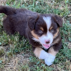 Berger américain miniature chiot vendu 1500 €