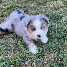 Chiot Berger américain miniature à vendre au prix de 1500 € vacciné et identifié.